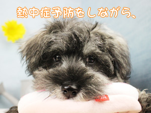 こんなに毎日暑いですが…